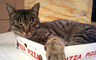 VIDEO: Şi pisicile mănâncă pizza