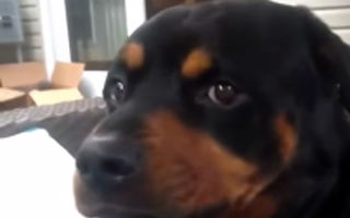 Imagini amuzante: Câinele care se strâmbă la comandă - VIDEO