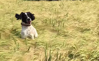 Imagini amuzante: Cum îşi găseşte stăpânul un căţel pierdut într-un lan - VIDEO