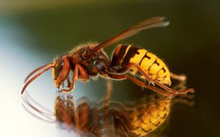 Veninul unor viespi, o posibilă armă eficientă contra cancerului
