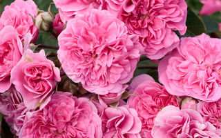 Famous Roses aduce eleganţa şi bunul gust la tine în grădină!