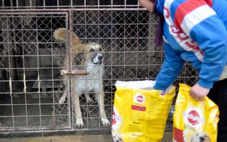 „Ajută animalele din adăposturi să-și găsească o familie!”, o campanie demarată de Mars Romania, pentru al cincilea an consecutiv