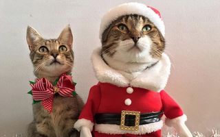 Moş Crăciun are blăniţă: Iarna asta pisicile aduc sacul cu daruri!