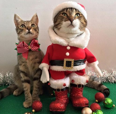Mos Crăciun Are Blăniţă Iarna Asta Pisicile Aduc Sacul Cu Daruri