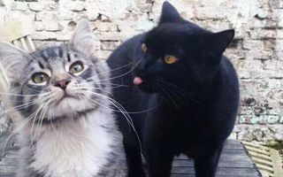 Top 50 cele mai amuzante imagini cu pisici din 2015