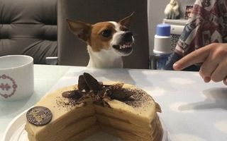 Câinele care râde ca să primească tort. Video amuzant