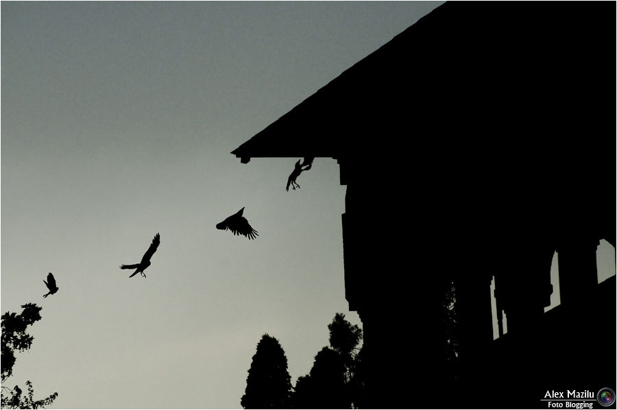 Вороны над домом