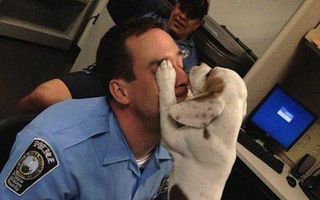 Un câine adorabil le mulţumeşte poliţiştilor care l-au salvat de stăpânii abuzivi - VIDEO