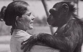 Moment incredibil: Un cimpanzeu o îmbrăţişează pe cea care l-a salvat acum 25 de ani - VIDEO