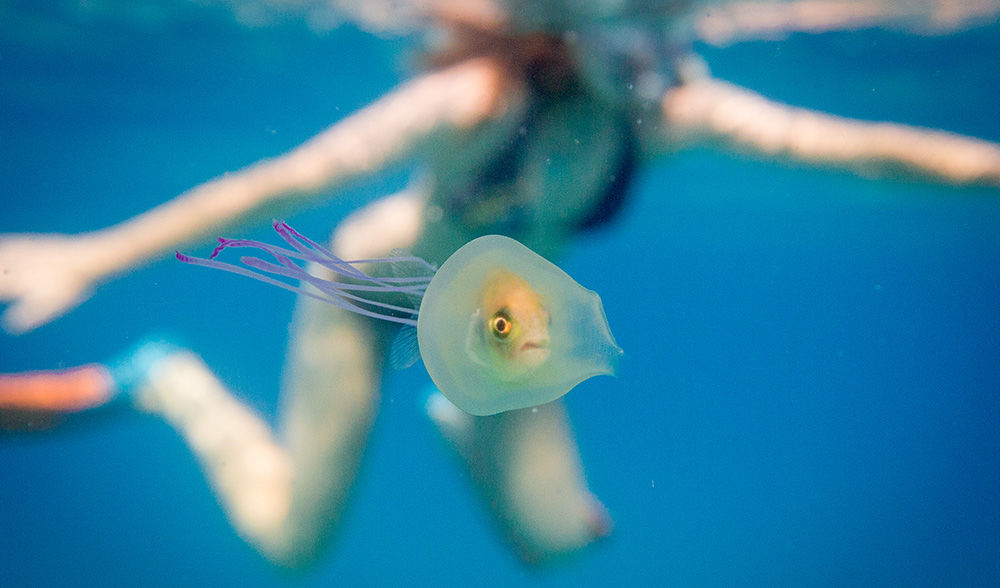 Fotografie pestisor in meduza