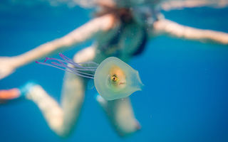Fotografie incredibilă: Un pește leneș se plimbă cu meduza!