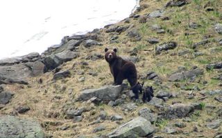 O ursoaică din România şi puii ei au cucerit internetul - VIDEO