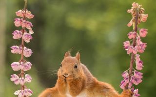 Veveriţa acrobată face şpagatul în timp ce mănâncă! Imaginile spectaculoase care au cucerit internetul