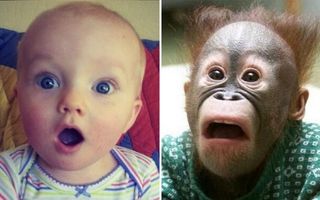 15 imagini superbe care dovedesc că animalele se comportă ca nişte copii