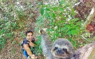 Acest turist şi-a făcut selfie-ul perfect cu cel mai vesel leneş din lume