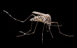 Primul caz de infecţie cu virusul Zika a fost confirmat în România