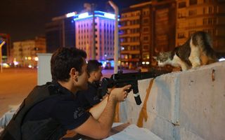 Lovitura de stat din Turcia: Poza unei pisici a devenit virală pe internet
