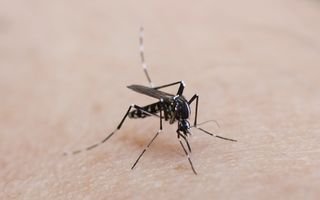 Alertă: Un copil din România, infectat cu virusul Zika