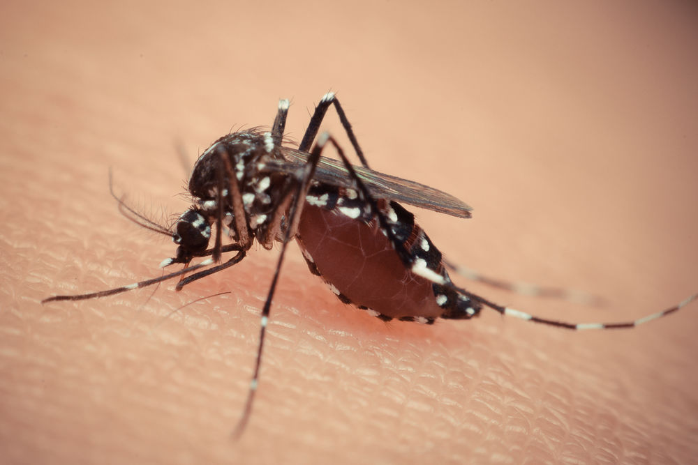 Intepatura de tantar si virusul Zika