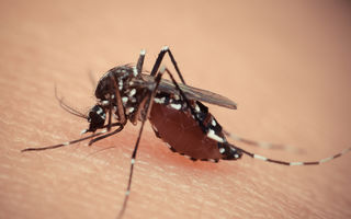 Alertă: Al treilea caz de infecţie cu virusul Zika a fost confirmat în România