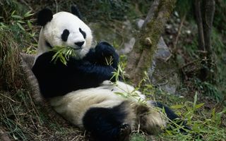 VIDEO: Ce poate să facă un urs panda când are chef de distracţie