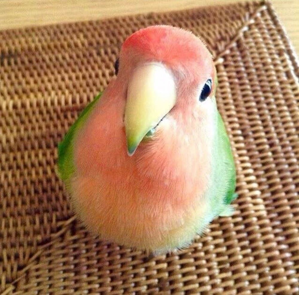 papagal