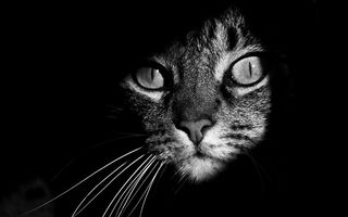 Viaţă de pisică, în alb şi negru: 15 imagini cu feline printre lumini şi umbre