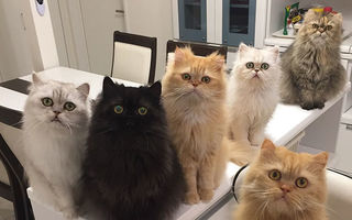 Femeia care a adoptat 12 pisici persane. Cum arată viaţa ei de zi cu zi?