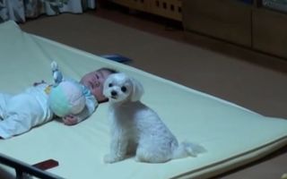 Reacţia genială a unui câine atunci când bebeluşul plânge - VIDEO
