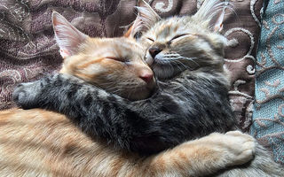 Dragostea nu are limite. Aceste două pisici nu se pot dezlipi una de cealaltă