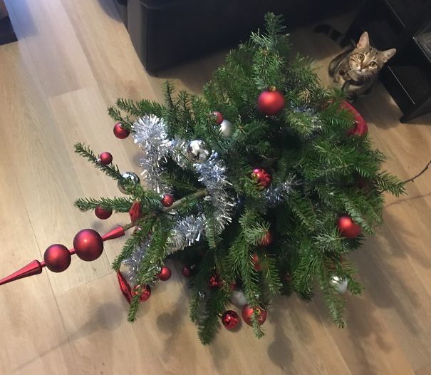 Pisicile și Bradul De Crăciun O Combinație De Tot Rasul 40 De