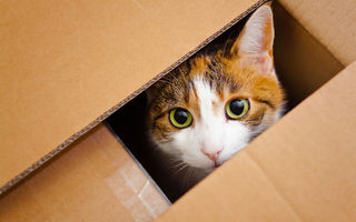 De ce se bagă pisicile în cutii?