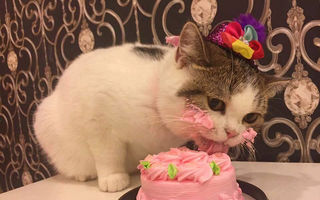 Avem dovada că şi pisicile sunt înnebunite după tort!