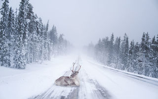 Laponia, destinaţia perfectă pentru un Crăciun de poveste. 30 de imagini uimitoare