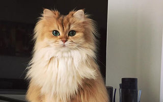 Faceţi cunoştinţă cu Smoothie, cea mai fotogenică pisică din lume!
