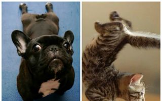 Oricât te-ai strădui, animalele te vor bate la yoga! 30 de fotografii de tot râsul