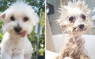Cele mai amuzante imagini cu câini înainte şi după baie. Te prăpădeşti de râs!