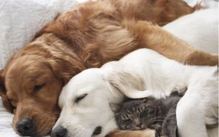 Adevărul despre câini şi pisici: Dorm împreună ca nişte copii! - VIDEO