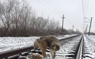 Doi câini stau pe calea ferată şi vine trenul: Reacţia lor e incredibilă - VIDEO