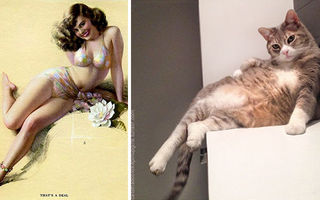 Ce se întâmplă când pisicile pozează precum modelele din trecut. 30 de imagini super amuzante