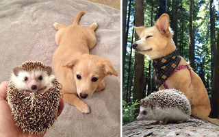 Cei mai buni prieteni: Imagini amuzante cu animale care au crescut împreună
