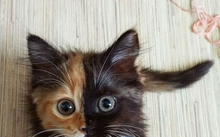 Pisica cu două feţe face senzaţie pe internet