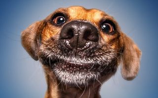 Cum arată câinii când sunt fericiţi: Ce mutre fac!