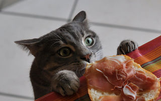 Prinse în flagrant. 35 de imagini haioase cu pisici care fură mâncarea