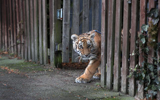 Locatarul tărcat: Un pui de tigru respins de mama lui creşte în dormitorul unui cuplu