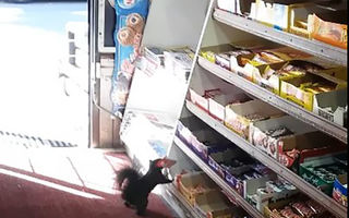 Au furat 5 ani dulciuri din magazin. Patronii au fost uimiţi când au văzut cine le golea raftul - VIDEO