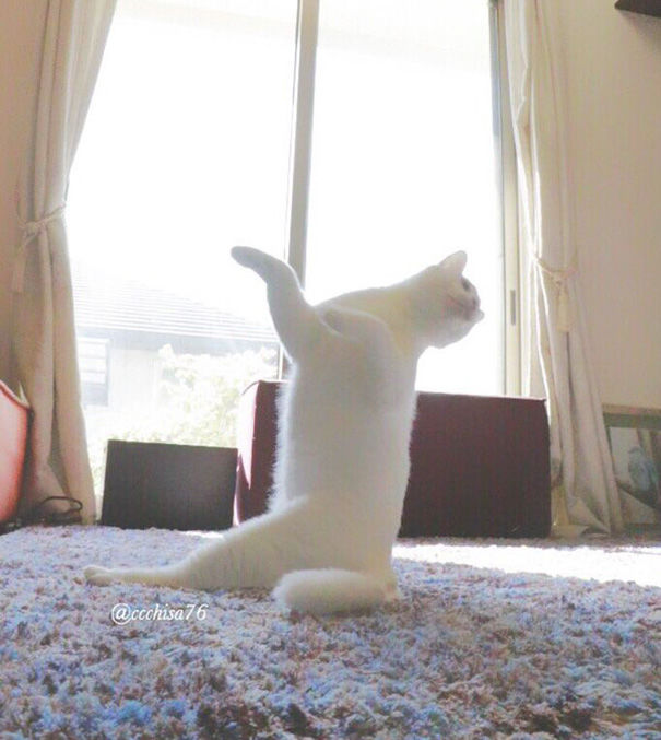 Pisica balerina