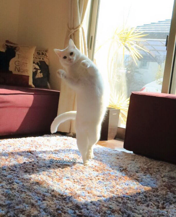 Pisica balerina