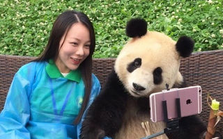 Ursul Panda îşi face selfie: Distracţie maximă! - FOTO