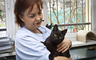 Emoţionant: Motanul asistent veghează animalele bolnave - FOTO